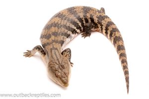 merauke blue tongue skink for sale