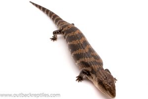 blue tongue skink for sale