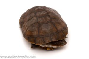 african sideneck turtles for sale