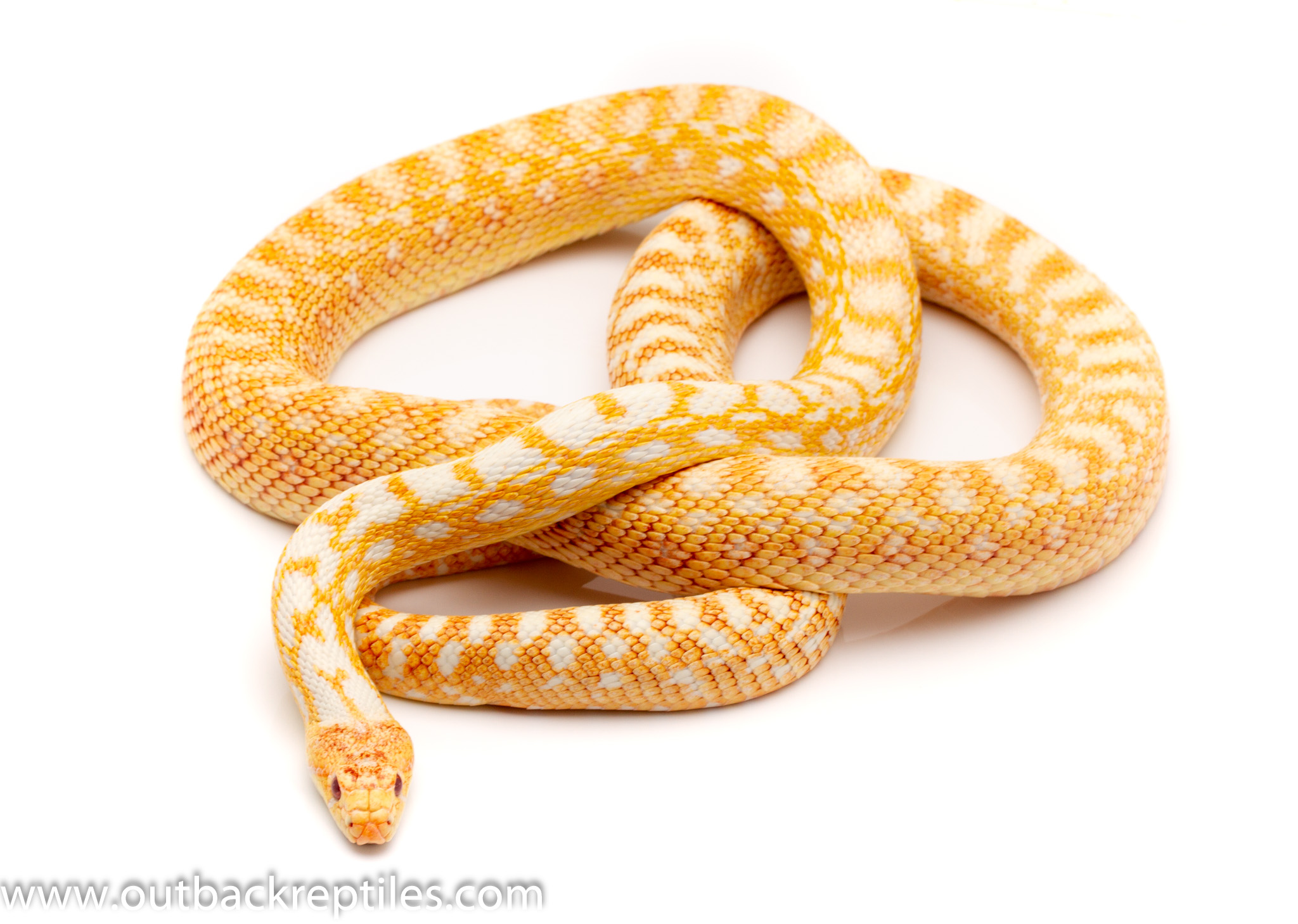 Albino Bull Snake Male_ | Outback Reptiles