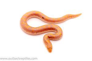 kenyan sand boa for sale
