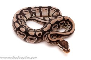 axanthic ball python for sale