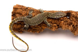 blue nile monitor for sale