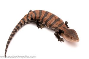 baby blue tongue skink for sale
