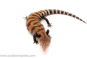blue tongue skink for sale