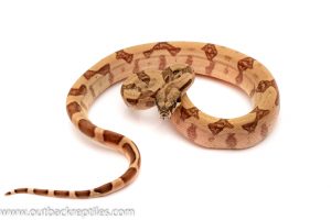 ghost columbian red tail boa for sale