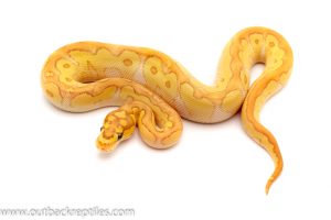 banana butter clown ball python for sale