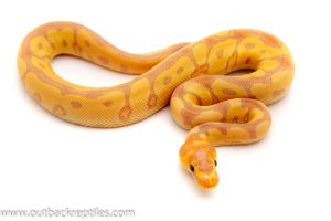 Banana Clown Ball python for sale
