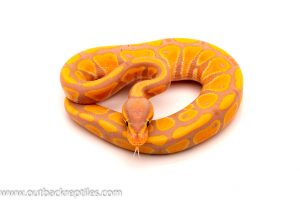 banana het g stripe ball python for sale