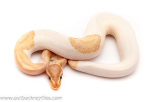 Banana pied ball python for sale
