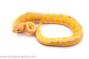 banana ball python for sale