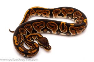 black pastel ball python for sale