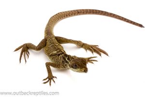 sailfin lizard for sale