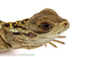 Black Sailfin Lizard - ( Hydrosaurus amboinensis )