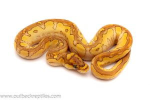 Butter Clown Ball python for sale