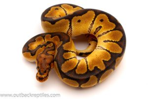 clown male ball python for sale