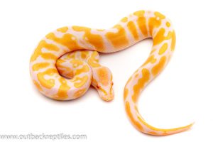 candino ball python for sale