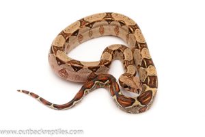 red tail boa for sale