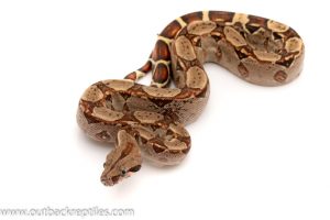 boa for sale