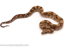 red tail boa for sale