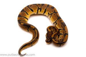 DH ghost pied ball python for sale