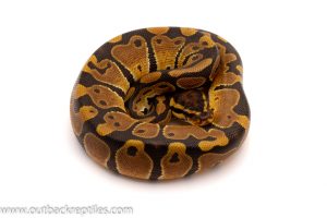 dh ghost pied ball python for sale