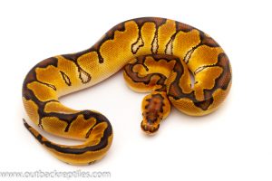 enchi clown ball python for sale