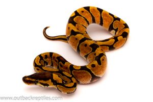 enchi female ball python for sale