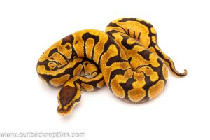 enchi ball python for sale