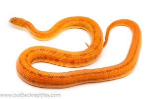 Everglades rat snake for sale