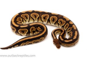 Black Pastel ball python for sale