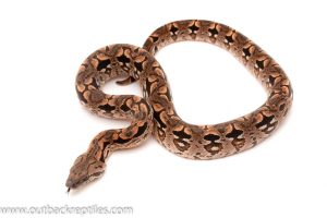 Dumerils boa for sale