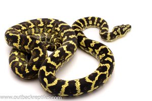 jungle carpet python