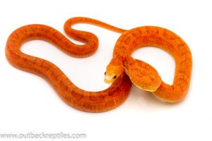 scaleless ratsnake for sale