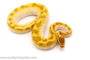 super enchi ball python for sale