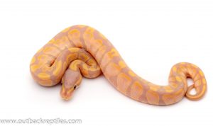 pastel banana ball python for sale