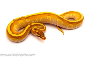 fire butter enchi ball python for sale
