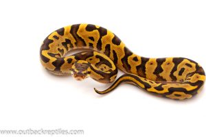 fire leopard ball python for sale