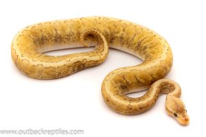 ghi lemonblast lesser ball python for sale