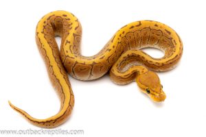 ghost pinstripe ball python for sale