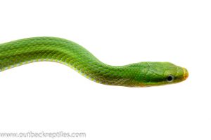 green bush rat snake for sale