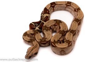 guyana red tail boa for sale