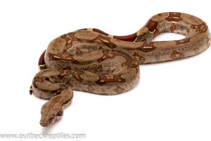 guyana boa for sale