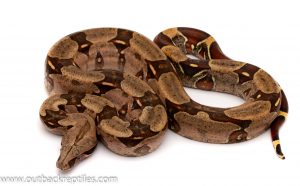 guyana boa for sale