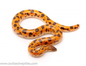 sand boas for sale