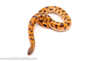 sand boa for sale