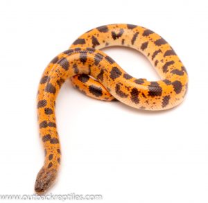 sand boa for sale