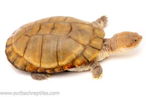 african side neck turtle for sale