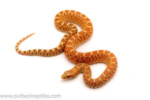 hypo stillwater bull snake for sale