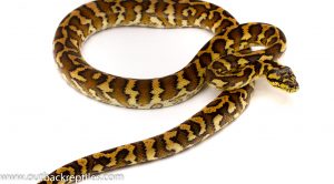 Irian jaya carpet python for sale